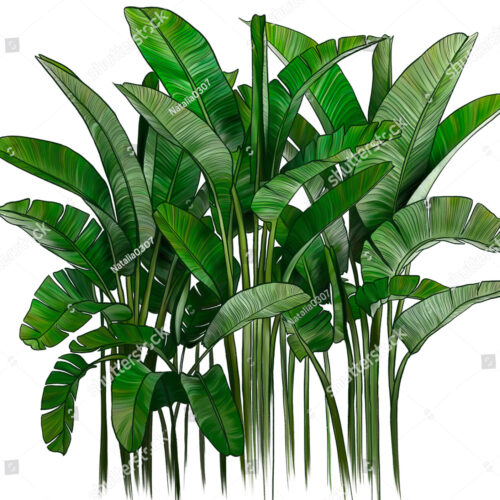 Фотообои_тропик_80